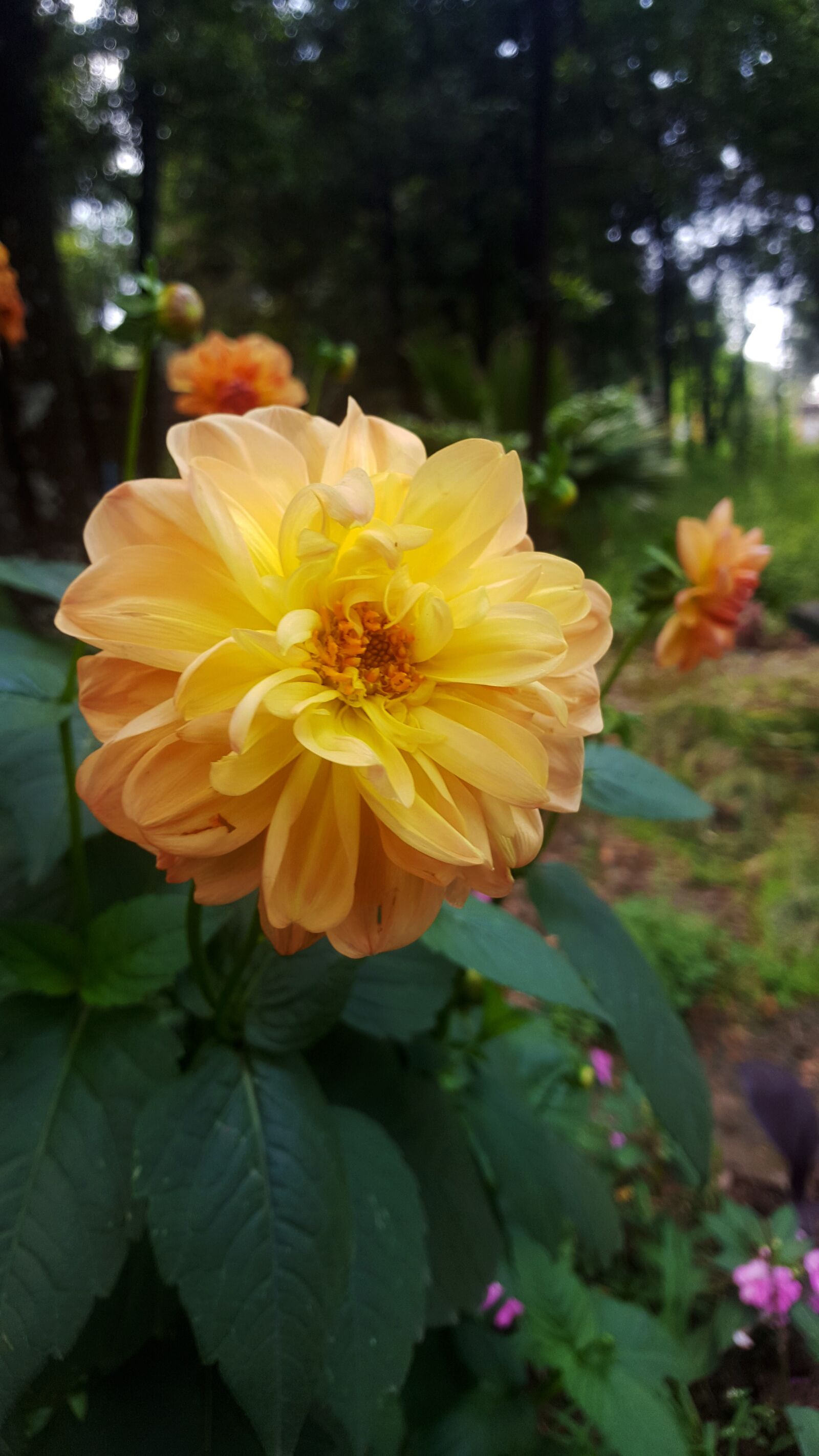 Samsung Galaxy S6 sample photo. Flower, green, nature photography