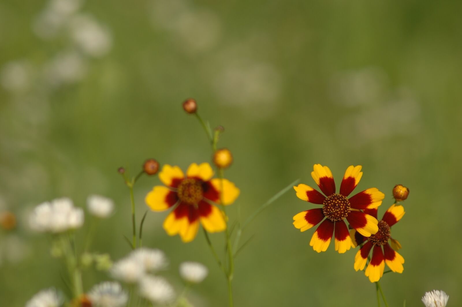 Nikon D2Xs sample photo. Parasitic flower, colorful, flowers photography