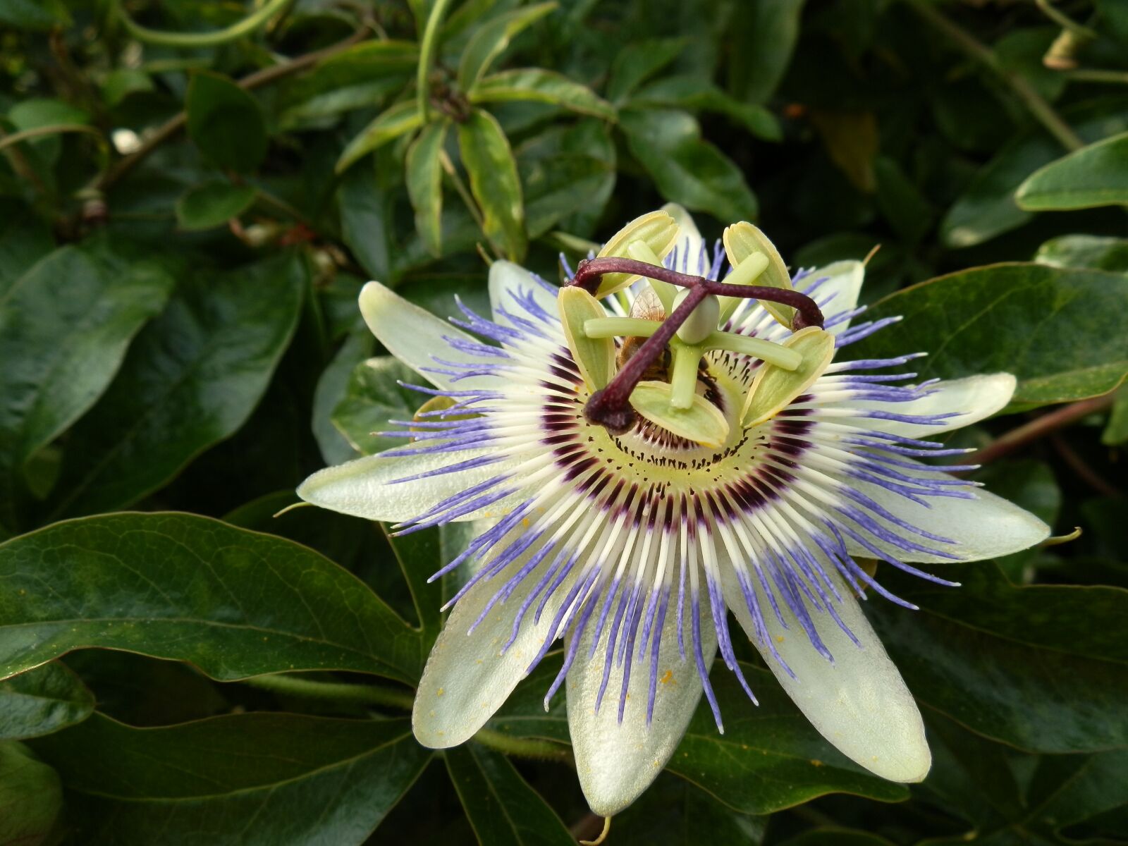 Olympus SZ-10 sample photo. Passionflower, pretty, flower photography