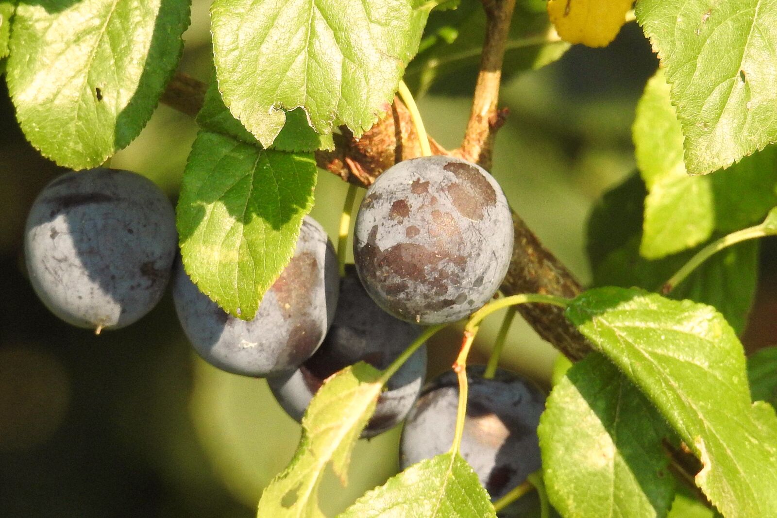 Nikon Coolpix P900 sample photo. Plums, plum tree, branch photography