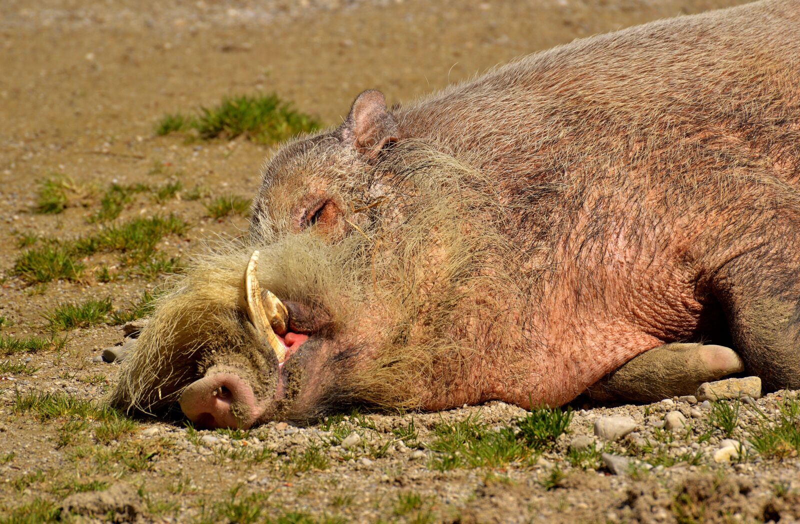 Nikon D3200 sample photo. Boar, sleep, relaxed photography