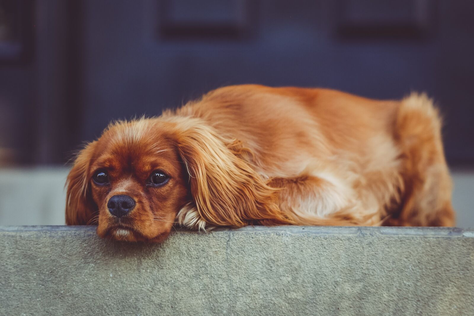 Canon EOS 6D sample photo. Adorable, animal, canine photography