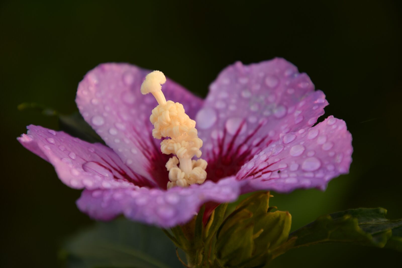 Nikon D7500 sample photo. Mallow, sunset, autumn photography