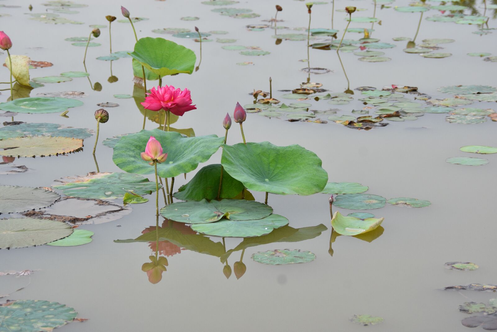 Nikon D7200 sample photo. Flowers, lotus, petals photography