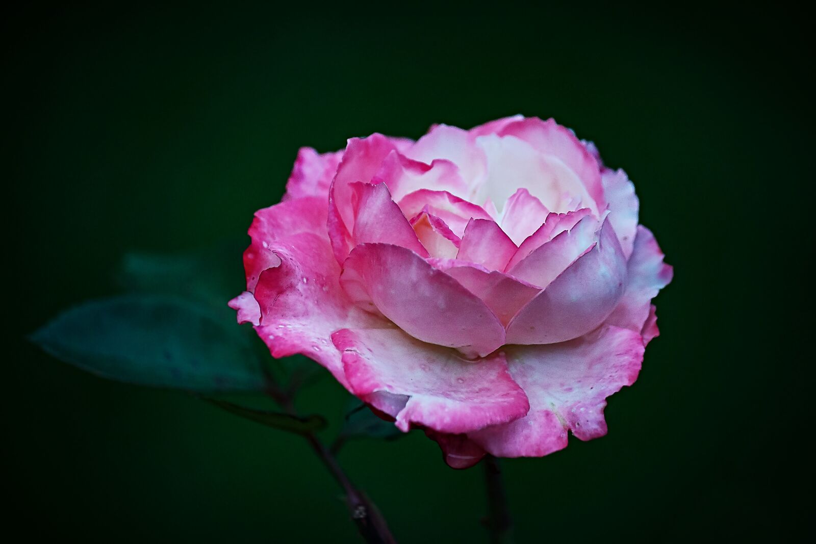 Canon EF-S 55-250mm F4-5.6 IS sample photo. Rose, flower, summer photography