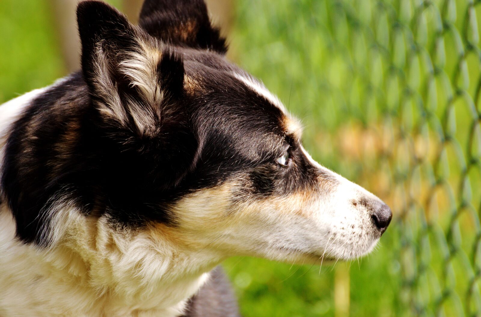 Nikon D3200 sample photo. Dog, longing, fence photography