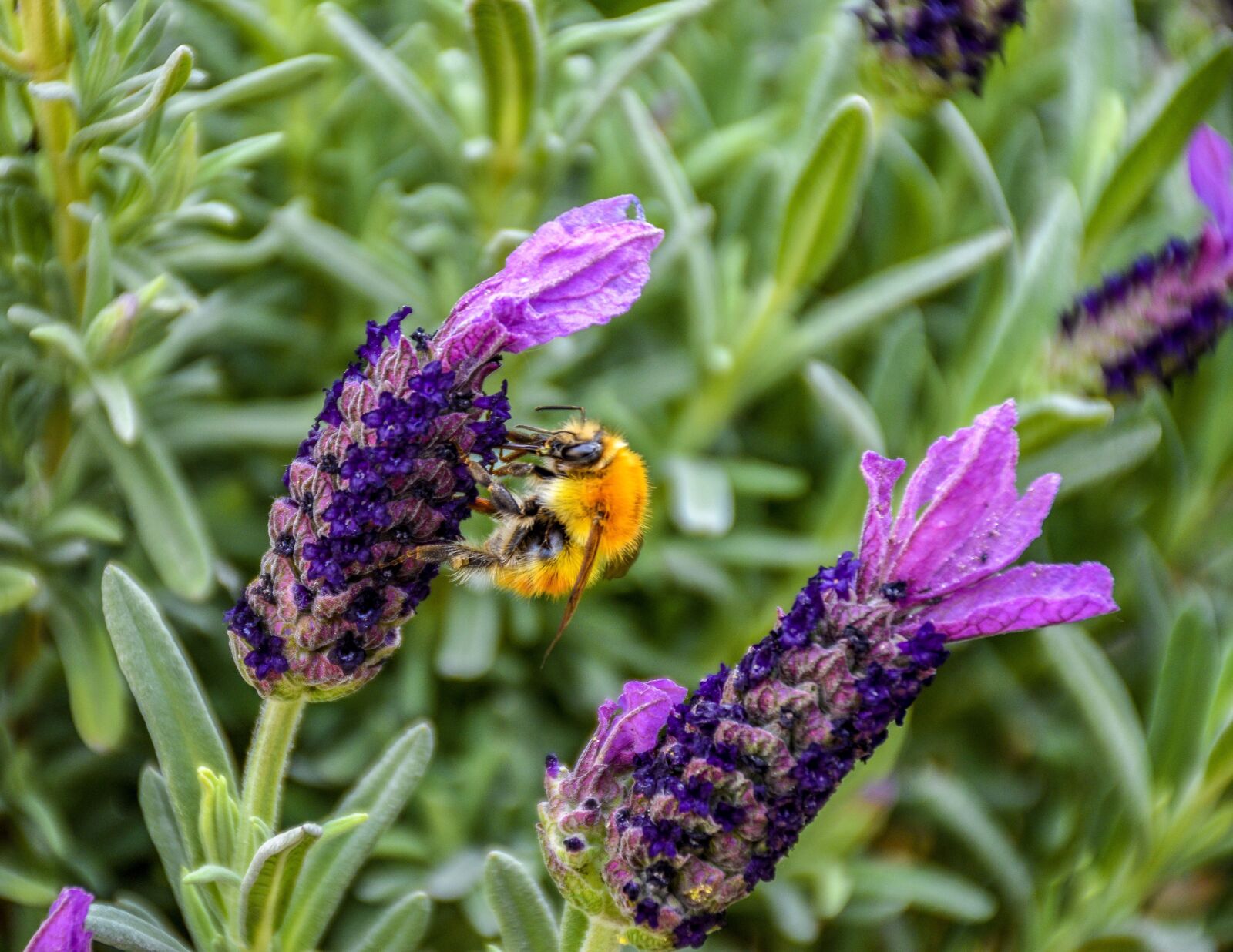 Nikon D5600 sample photo. Bumblebee, bee, worker photography