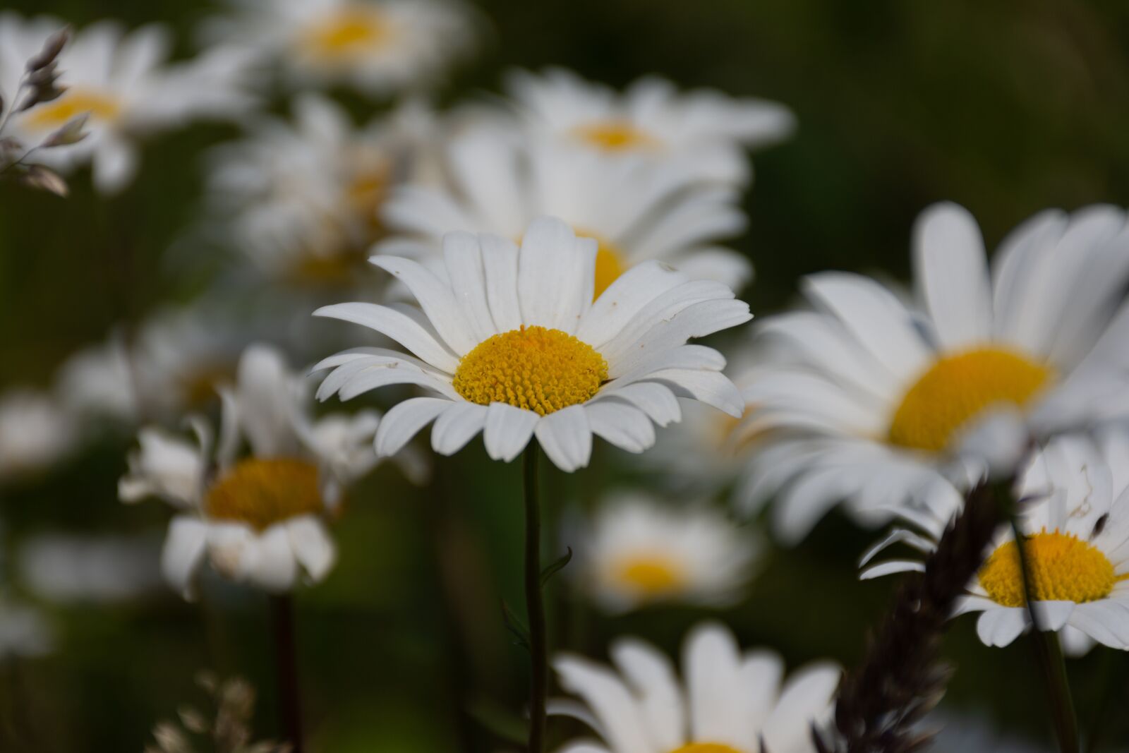 Nikon D7200 sample photo. Daisies, flowers, flower photography
