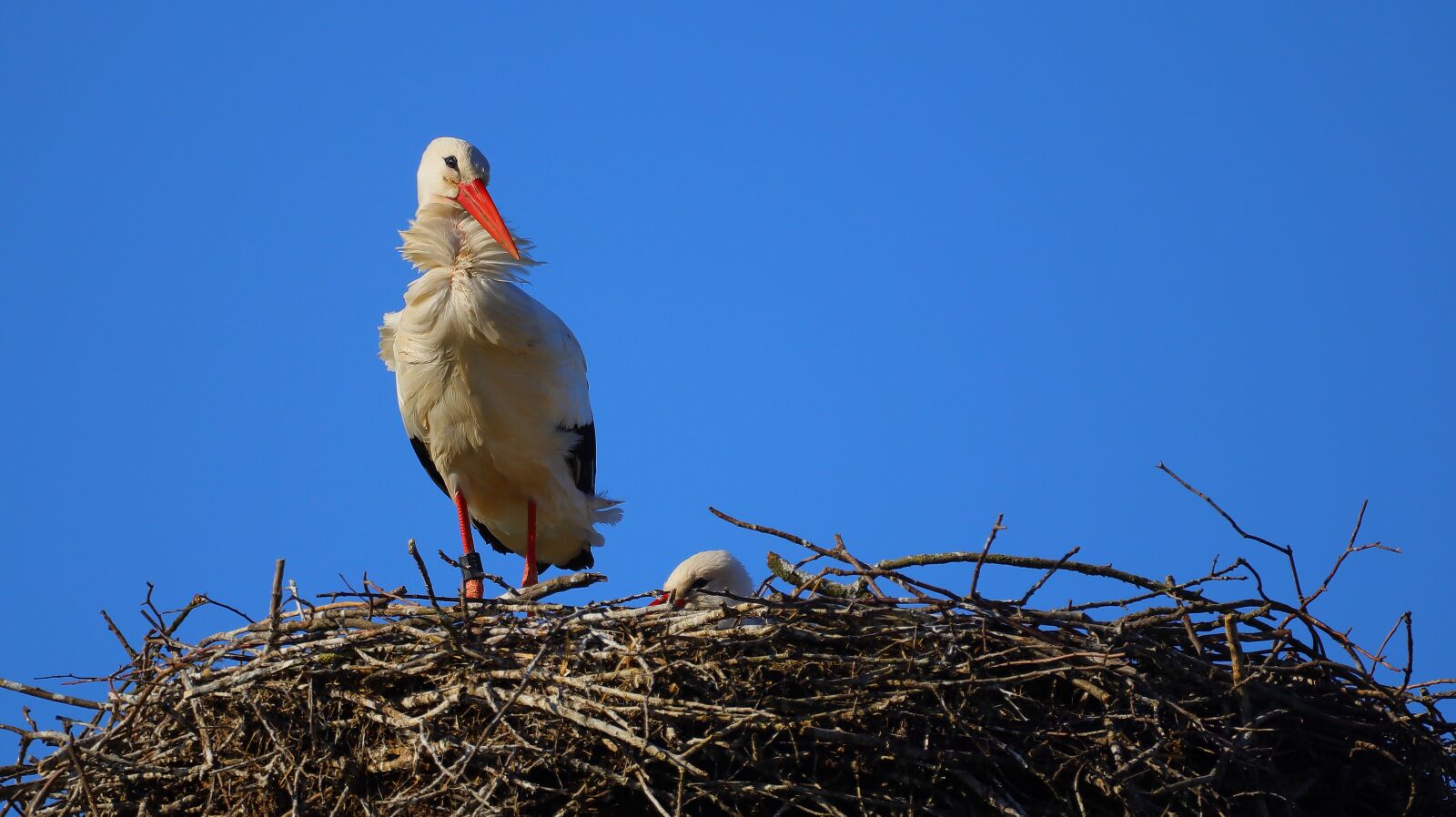 150-600mm F5-6.3 DG OS HSM | Contemporary 015 sample photo. Stork, bird, migratory bird photography