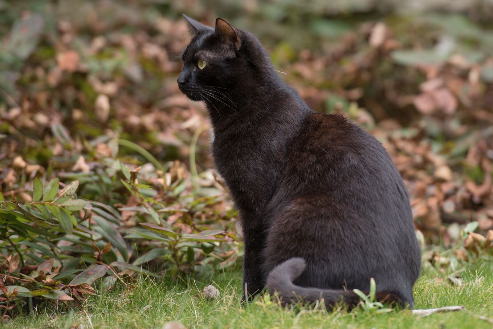 Nikon D750 sample photo. Kitten, cat, black photography