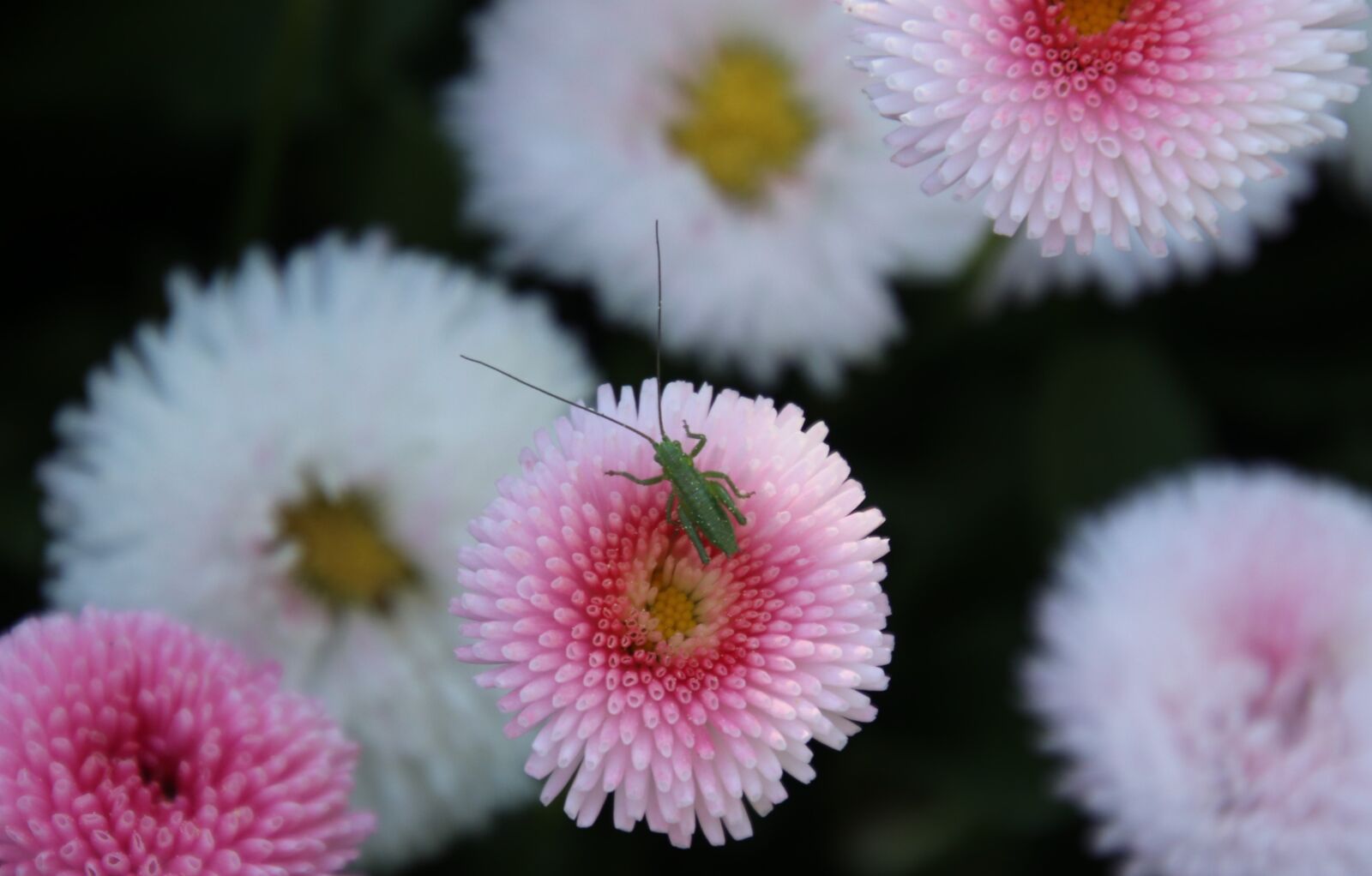 Canon EOS 80D sample photo. Daisies, insect, petal photography