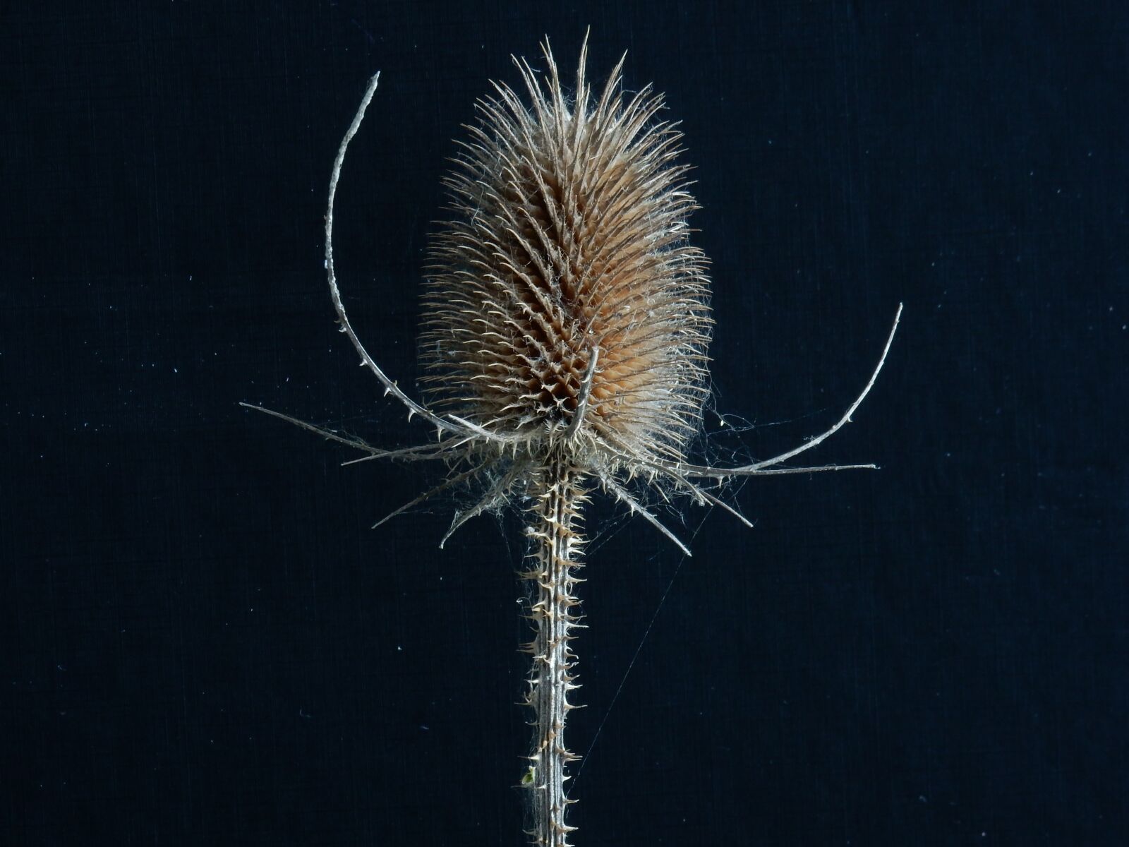 Nikon Coolpix S9900 sample photo. Cardon, of, thorny photography