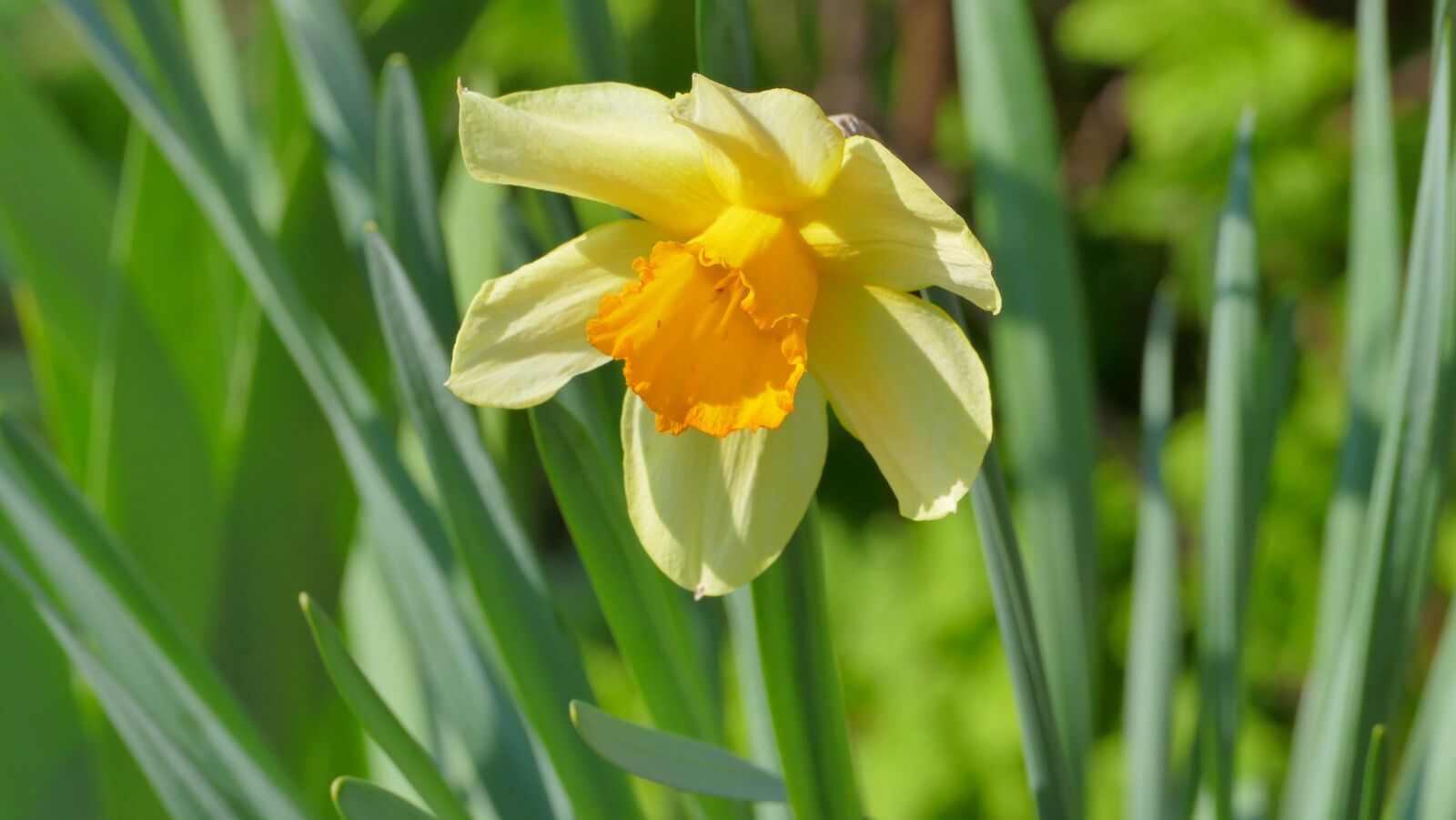 Panasonic Lumix DMC-FZ1000 sample photo. Narcissus, flower, spring photography