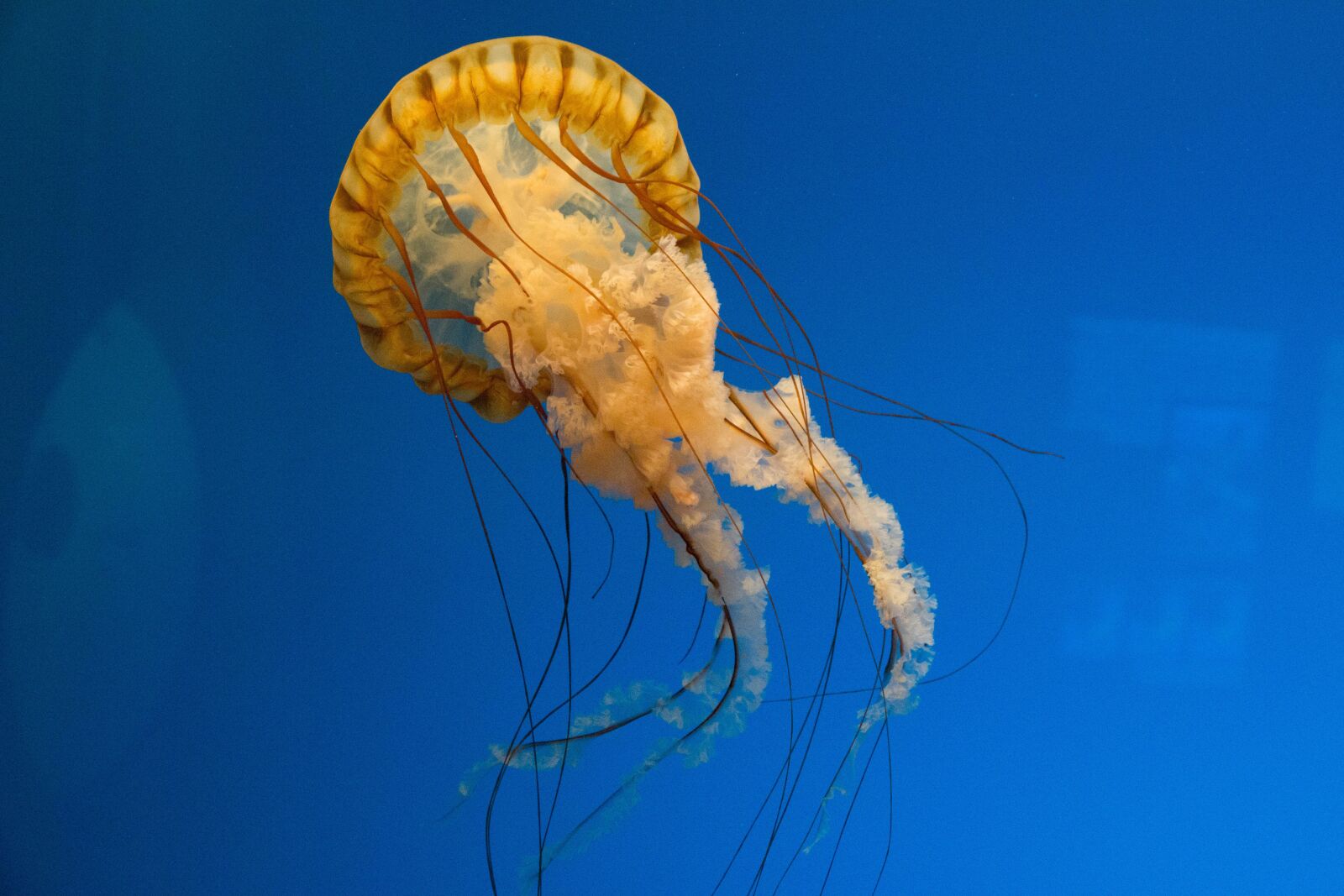 Canon EOS 70D sample photo. Marine, jellyfish, ocean photography