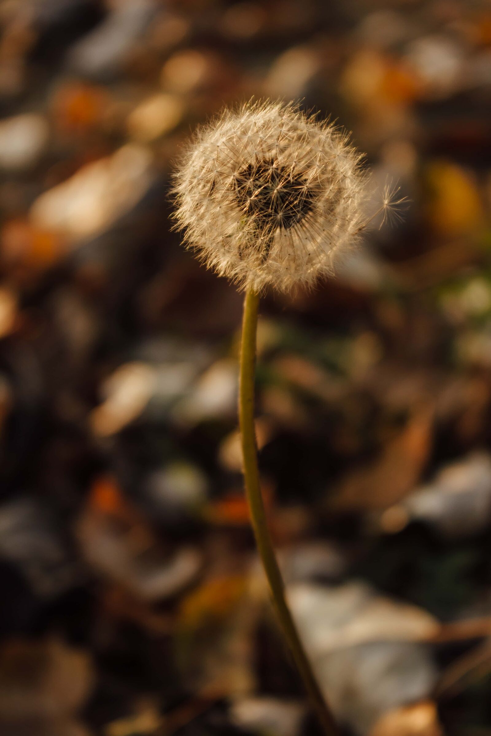 Canon EF-S 18-55mm F3.5-5.6 IS sample photo. Dandelion, autumn, close-up, seed photography