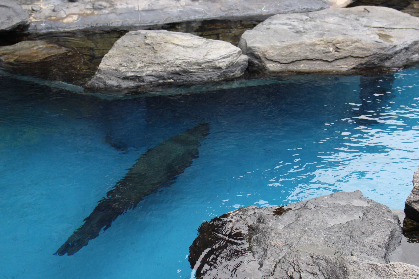 Canon EOS 700D (EOS Rebel T5i / EOS Kiss X7i) sample photo. Seal, swimming, water photography