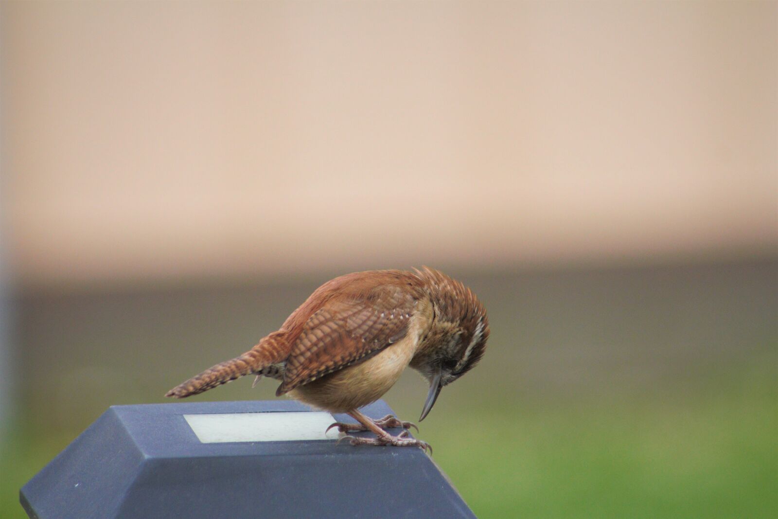 Canon EOS 550D (EOS Rebel T2i / EOS Kiss X4) sample photo. Wildlife, bird, nature photography