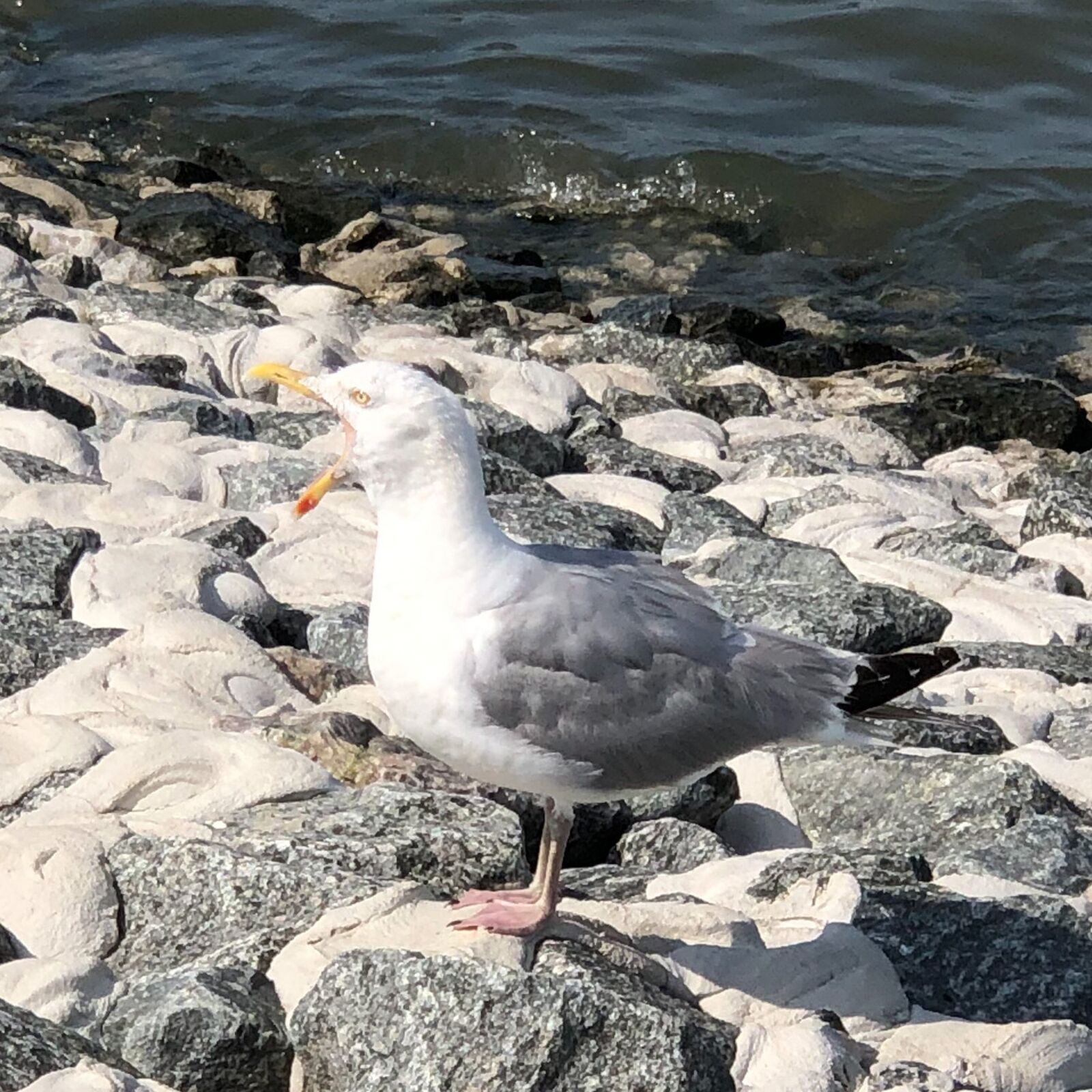 iPhone X back dual camera 6mm f/2.4 sample photo. Seagull, seagull screams, bill photography