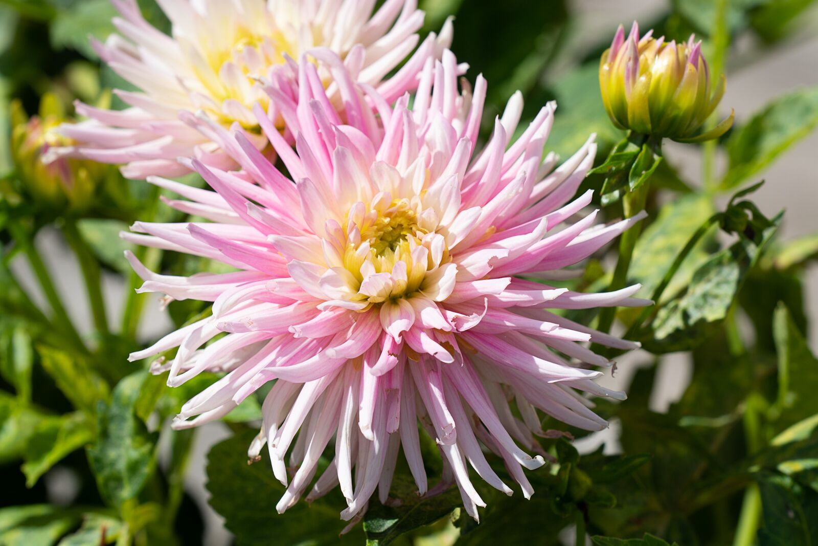 Nikon D7100 sample photo. Flower, pink, pink flower photography
