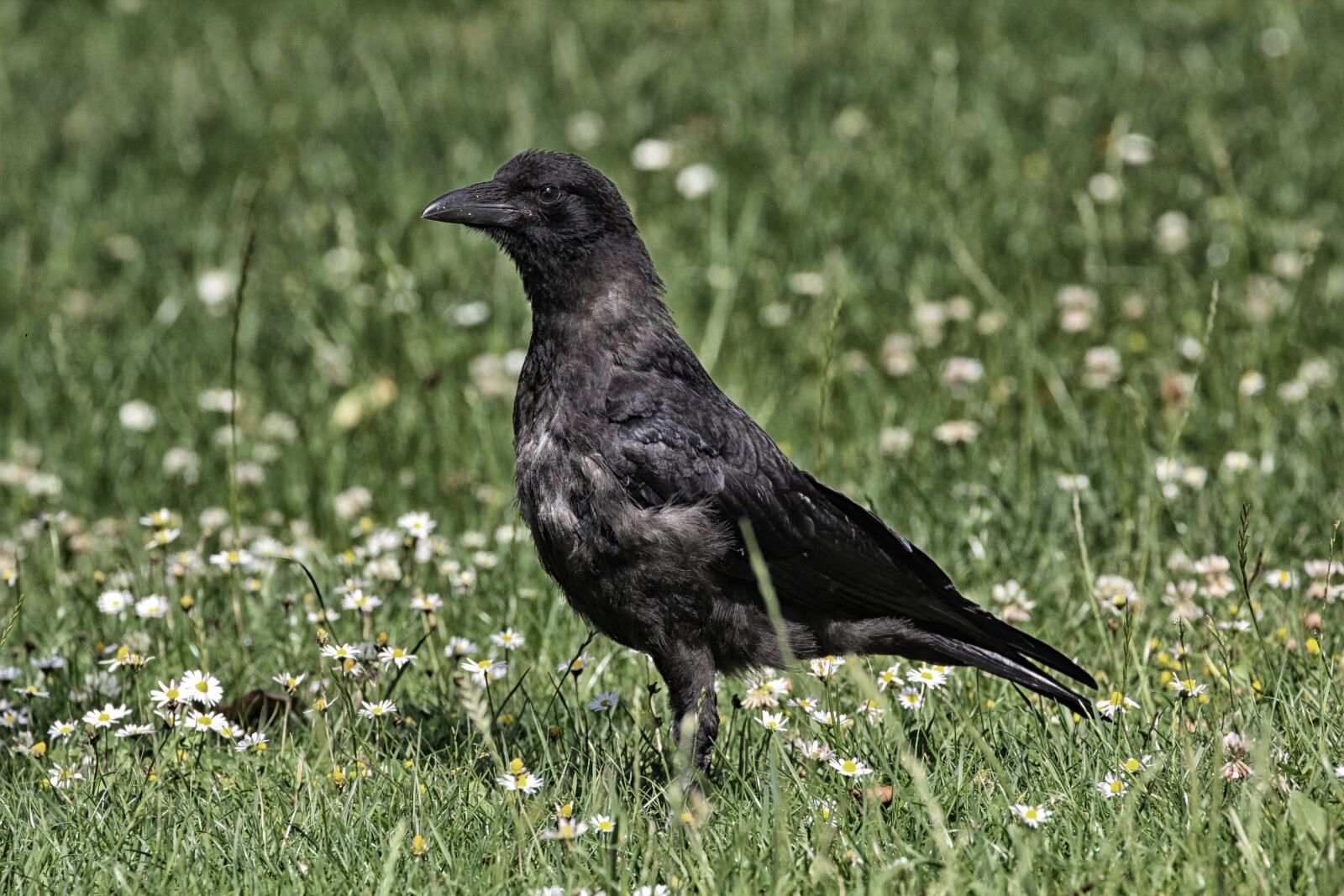 Canon EOS 60D sample photo. Raven, bird, raven bird photography