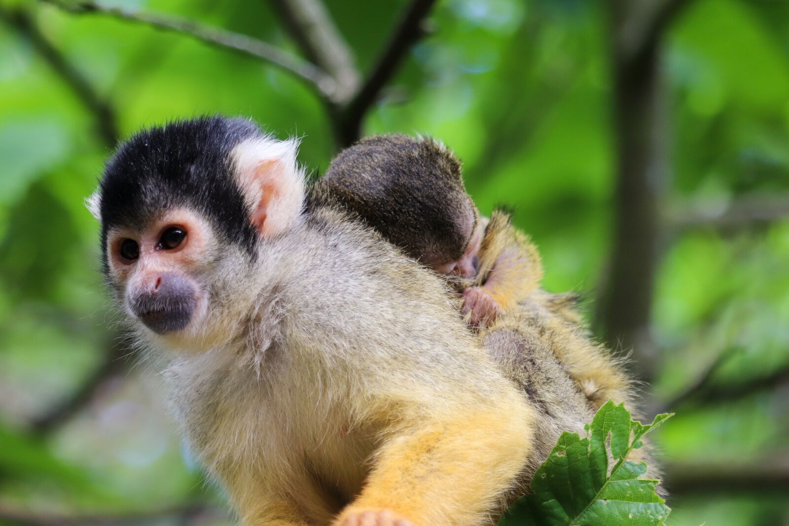 Canon EOS 800D (EOS Rebel T7i / EOS Kiss X9i) sample photo. Singe, monkey, saïmiri photography