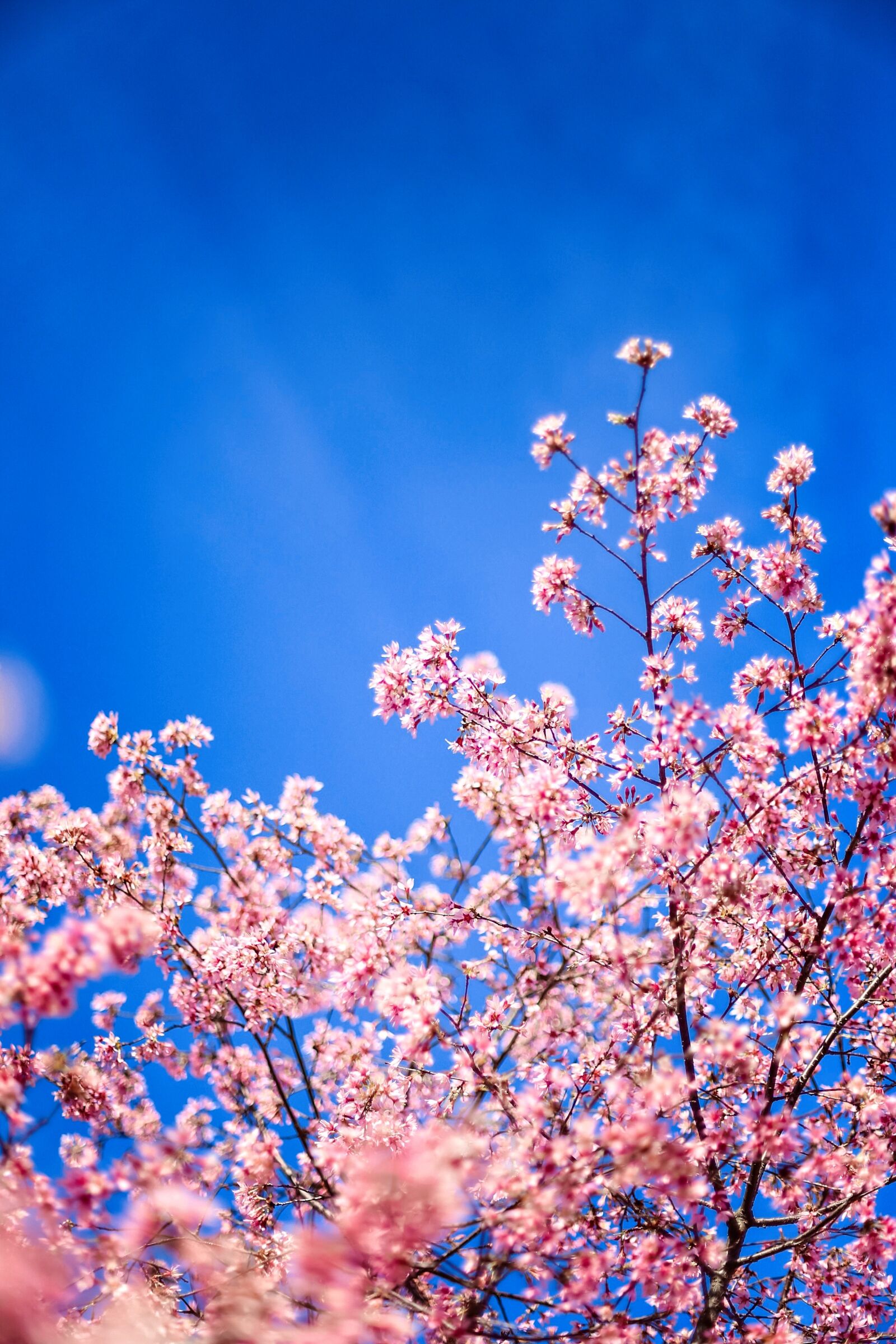 Canon EOS 6D + Canon EF 35mm F1.4L USM sample photo. Cherry blossom, spring, pink photography