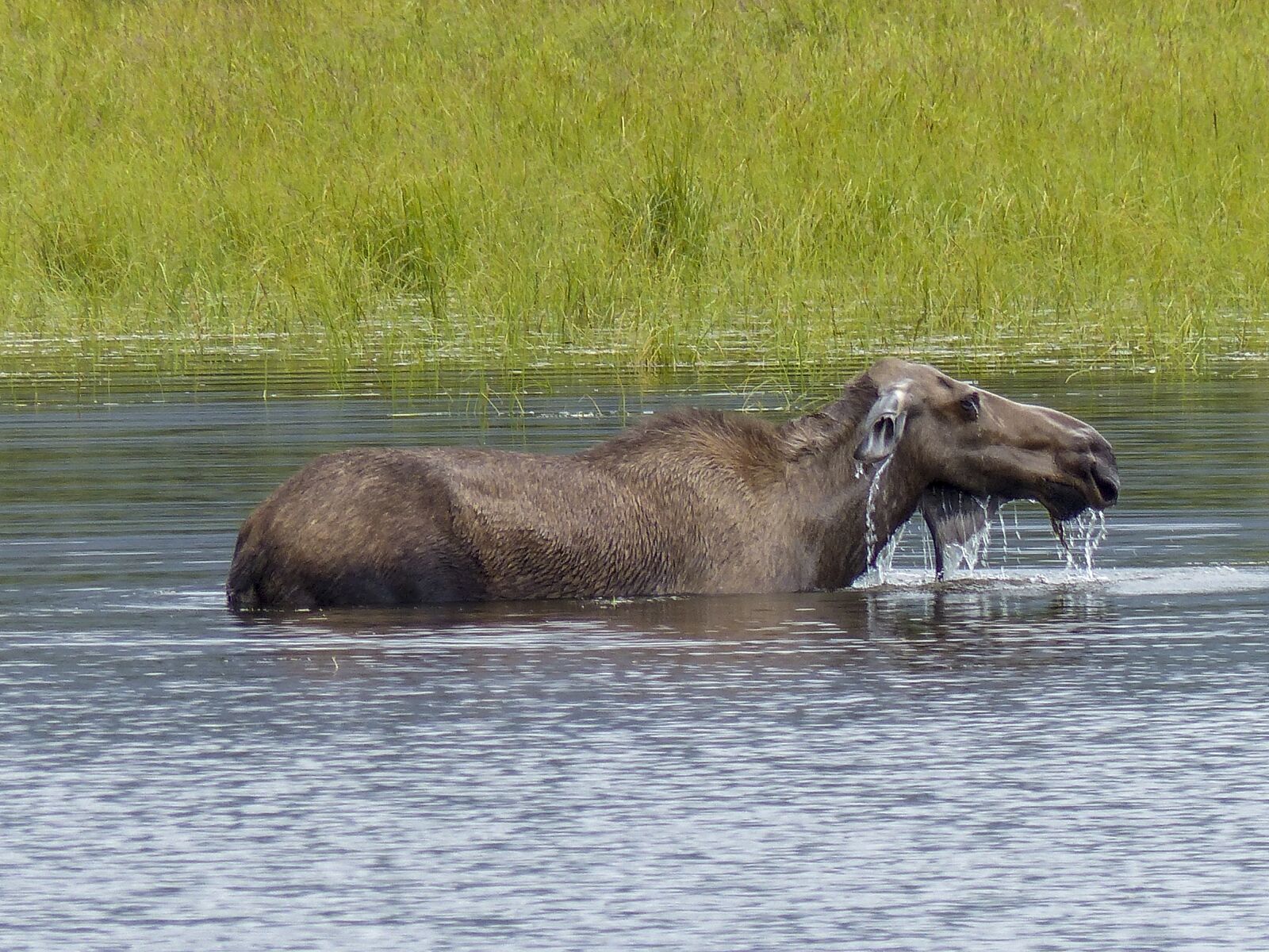 Panasonic Lumix DMC-FZ200 sample photo. Moose, mammal, wildlife photography