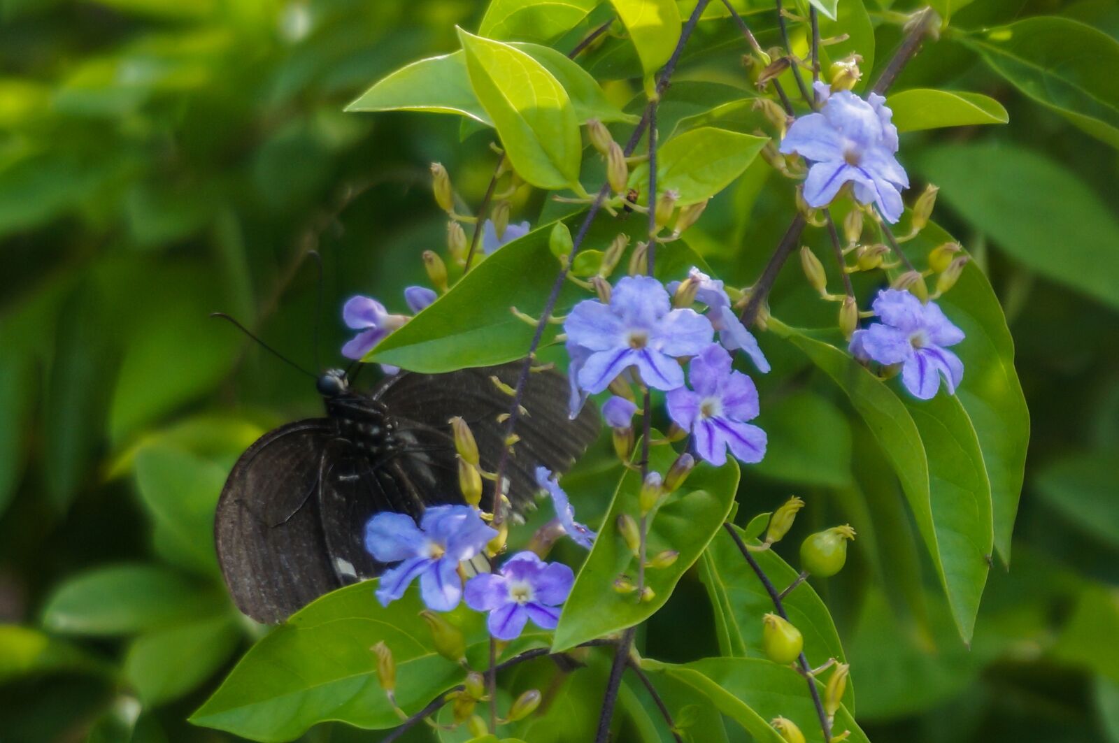 Sony Alpha NEX-3N sample photo. Nature, environment, tree photography