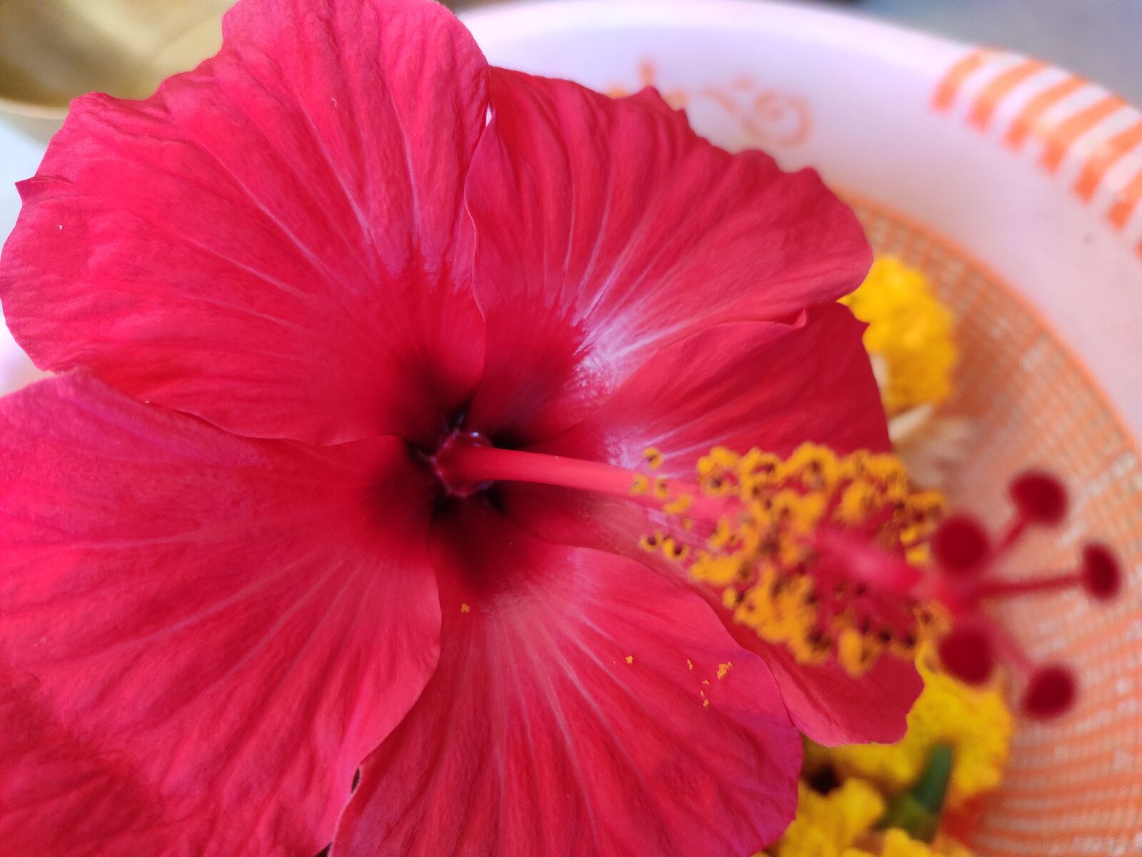 Xiaomi Redmi Note 7 Pro sample photo. Flower, nature, spring photography