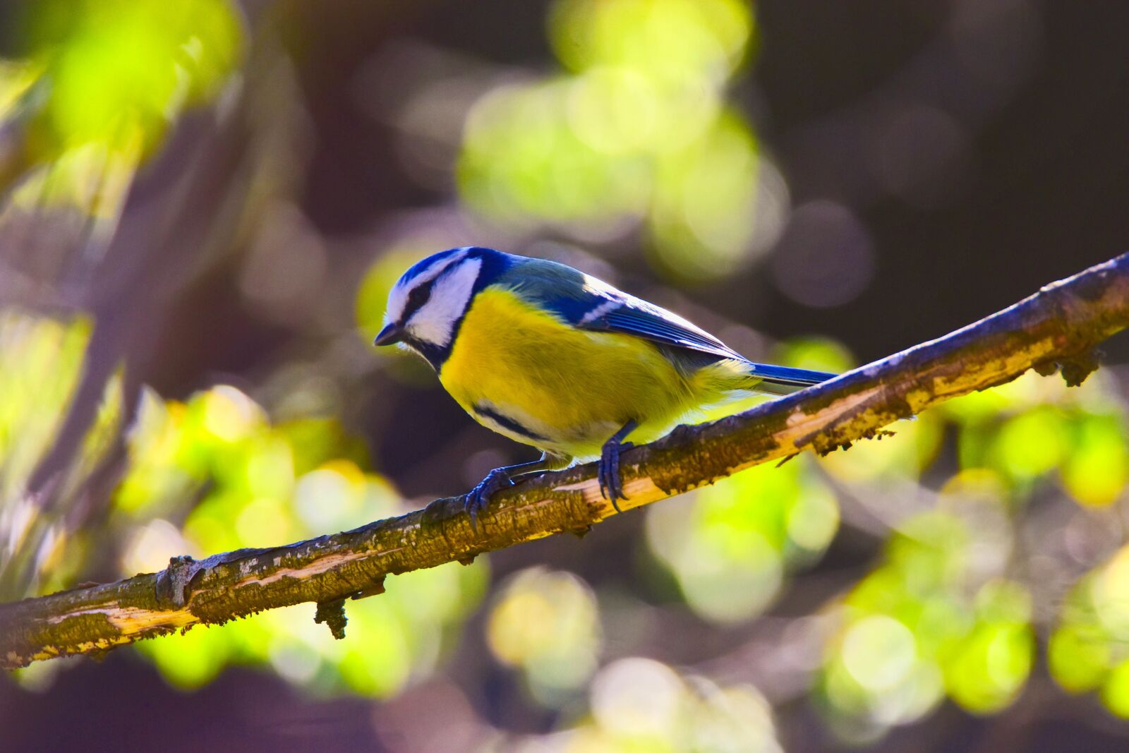 Tamron SP 150-600mm F5-6.3 Di VC USD sample photo. Bird, nature, tit photography