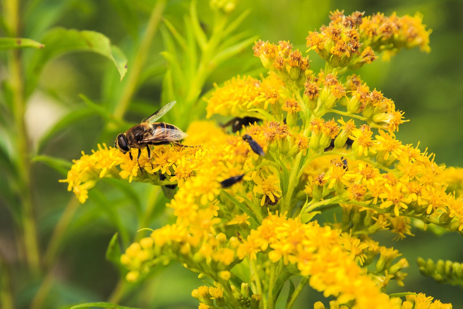 Canon EOS 650D (EOS Rebel T4i / EOS Kiss X6i) sample photo. Insect, yellow flowers, elder photography