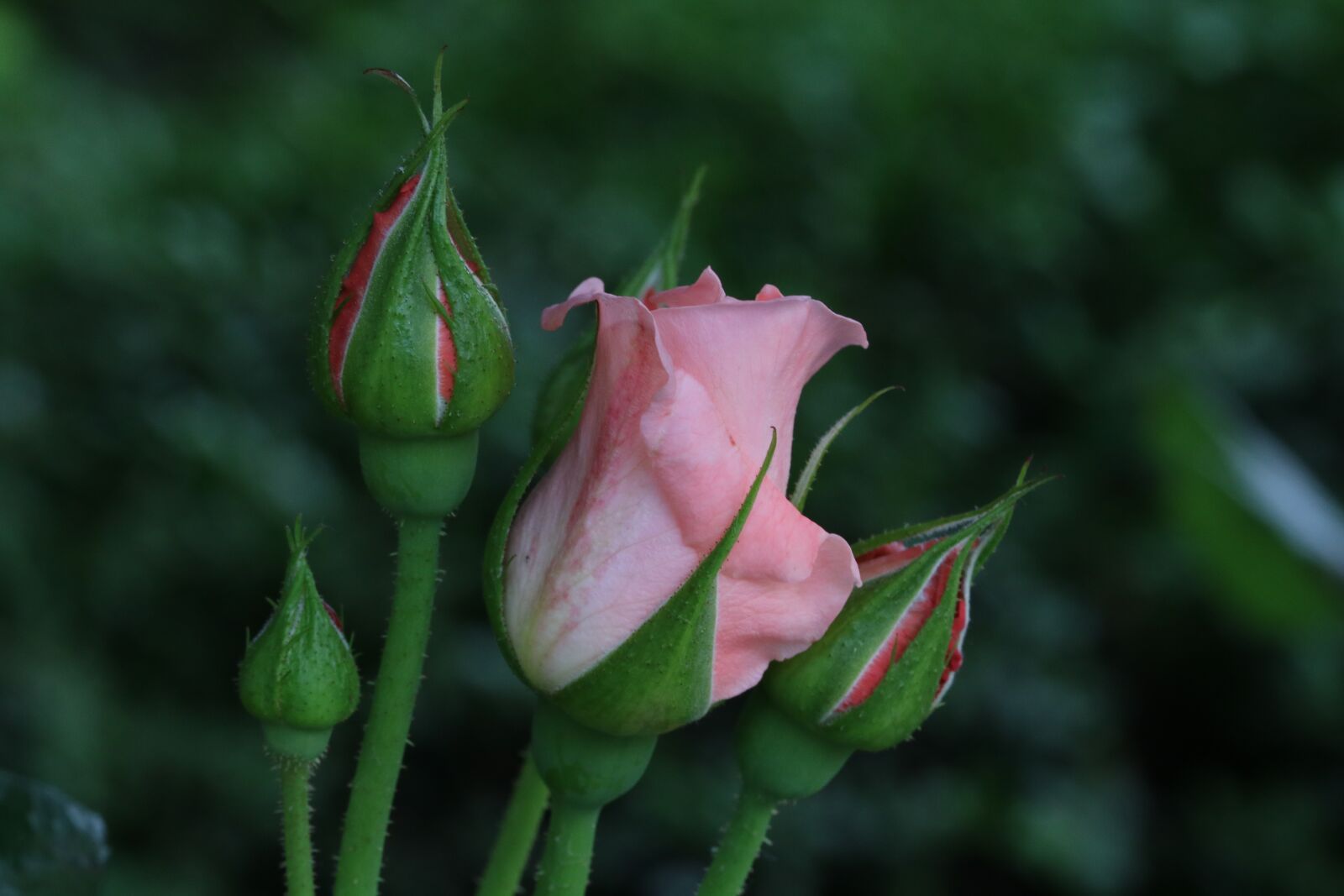 Canon EOS 750D (EOS Rebel T6i / EOS Kiss X8i) sample photo. Rose, rose festival, garden photography