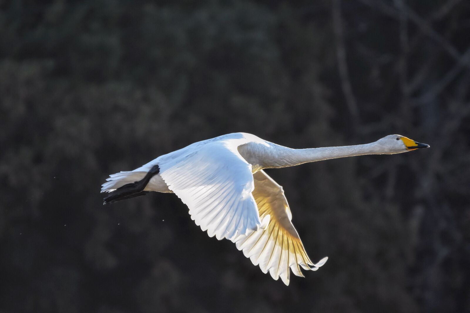 Nikon D7200 sample photo. Animal, forest, wood photography