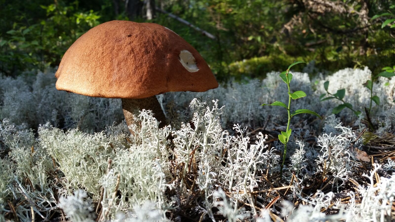 Samsung Galaxy Alpha sample photo. Mushroom, forest, nature photography