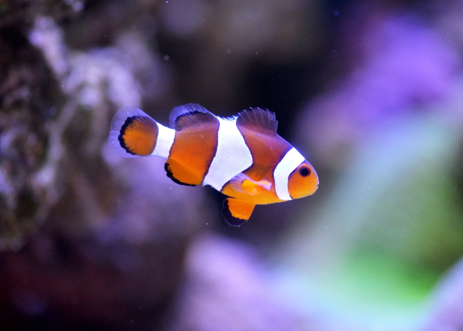 Nikon D610 sample photo. Clownfish, sea, aquarium photography