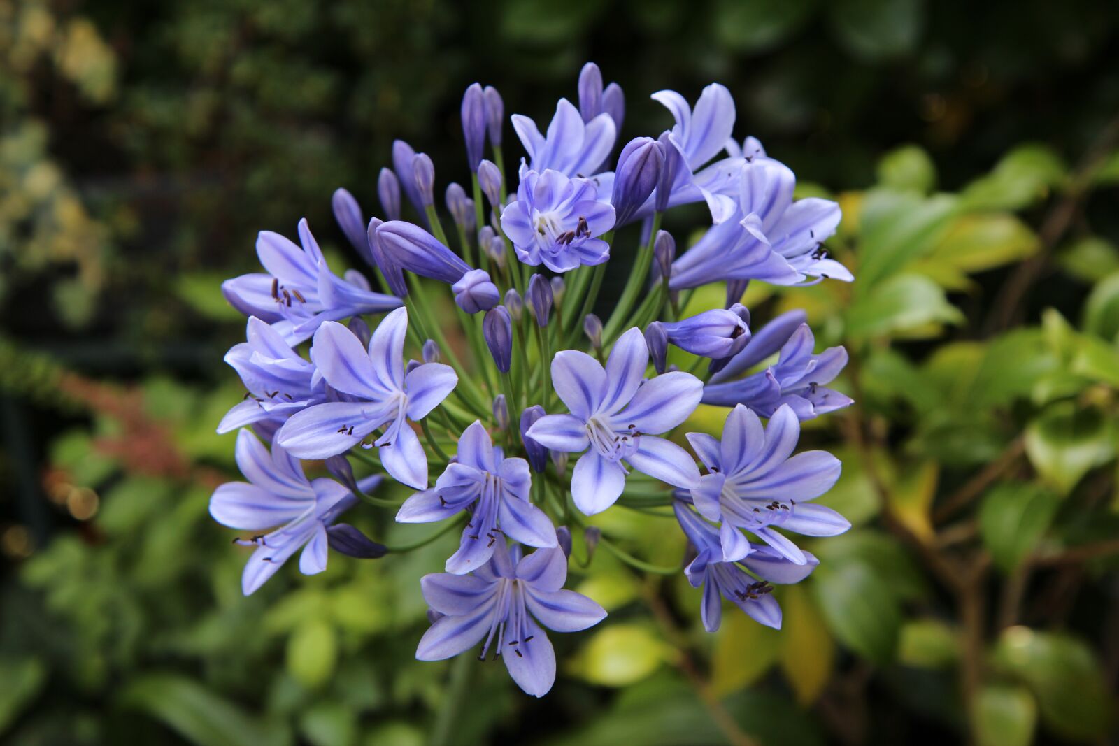 Canon EOS 600D (Rebel EOS T3i / EOS Kiss X5) sample photo. Agapanthus, african lily blue photography