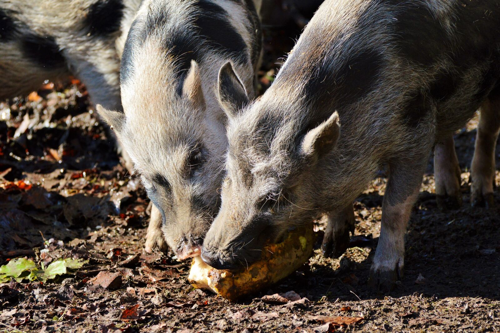 Nikon D3200 sample photo. Pot bellied pig, pig photography
