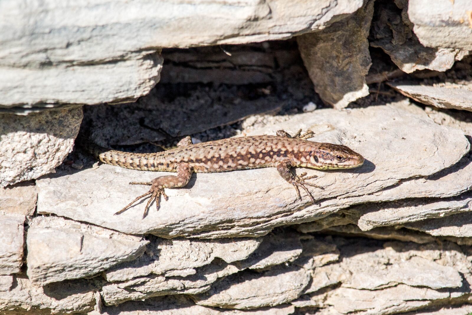 Canon EOS 700D (EOS Rebel T5i / EOS Kiss X7i) sample photo. Lizard, nature, reptile photography
