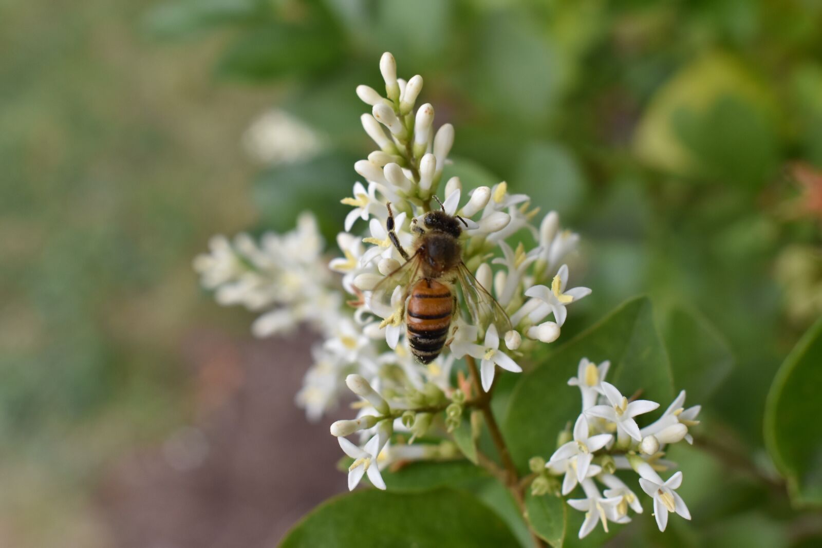 Nikon D5500 sample photo. Honeysuckle, bee, honeybee photography