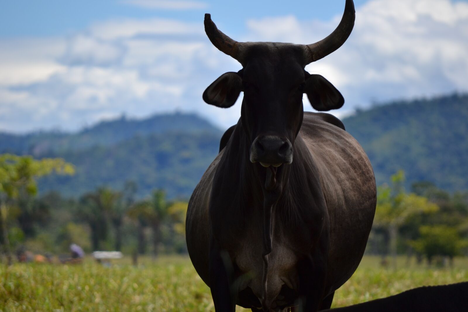 Nikon D3100 sample photo. Cow, livestock, cattle photography