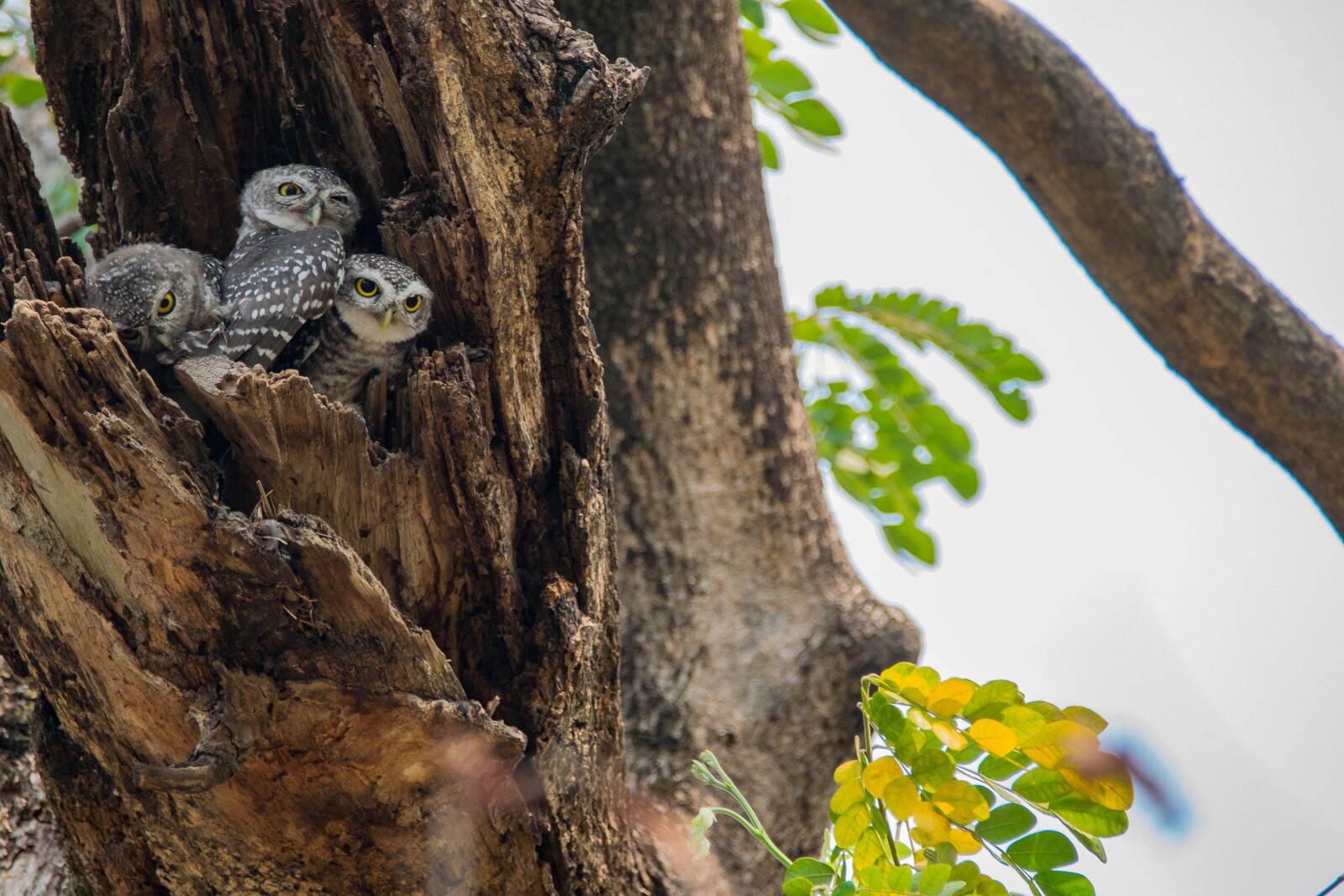 Nikon D5300 sample photo. The spotted owlet, athene photography