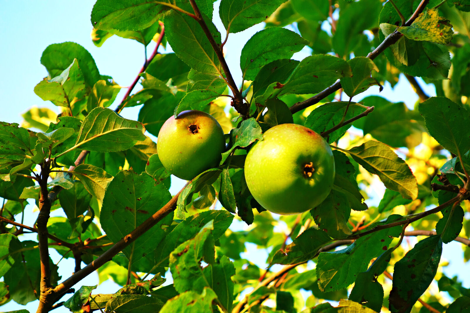 Sony Cyber-shot DSC-RX100 sample photo. Apple, apple, tree, bough photography
