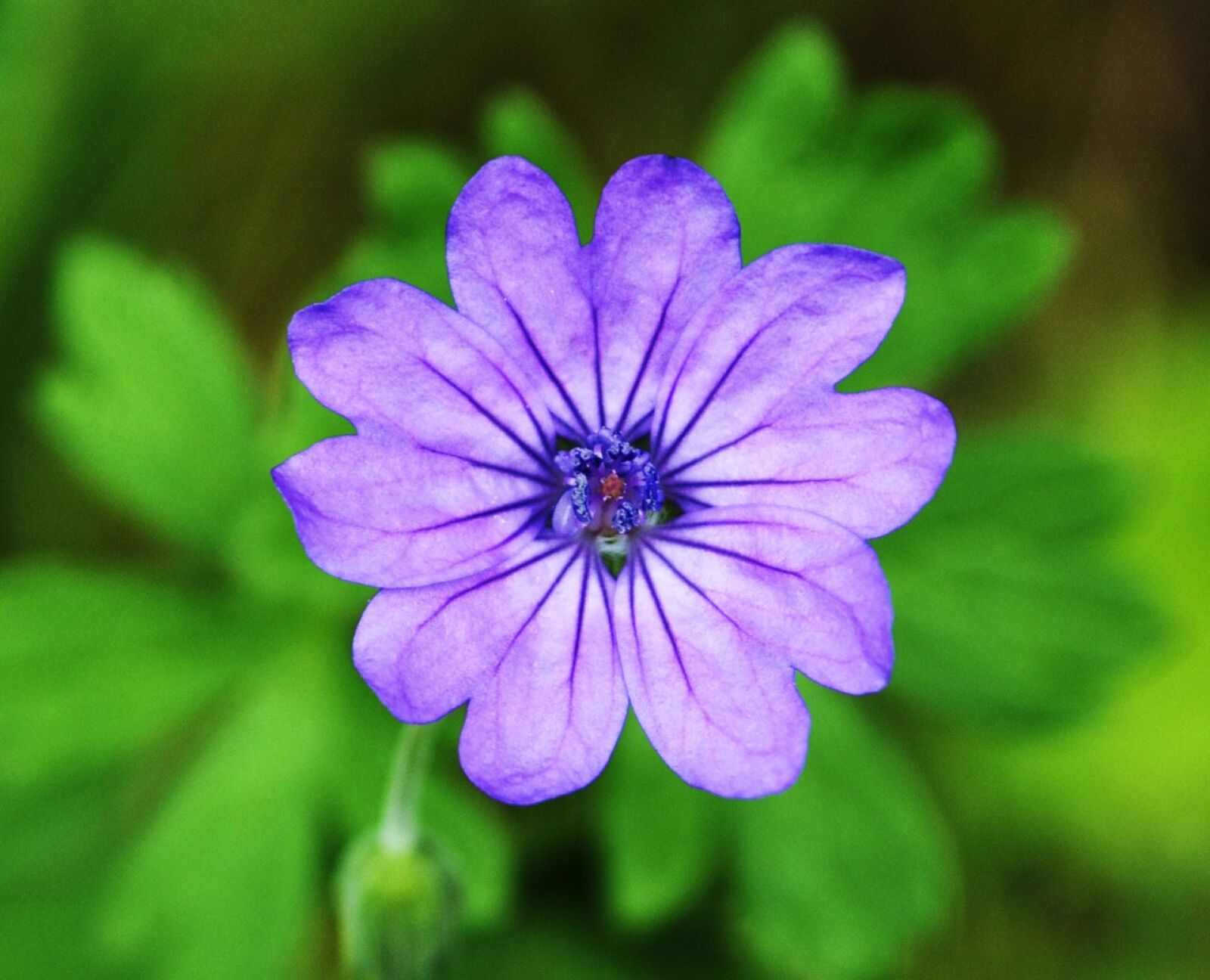 Nikon D5000 sample photo. Purple, flower, plant photography