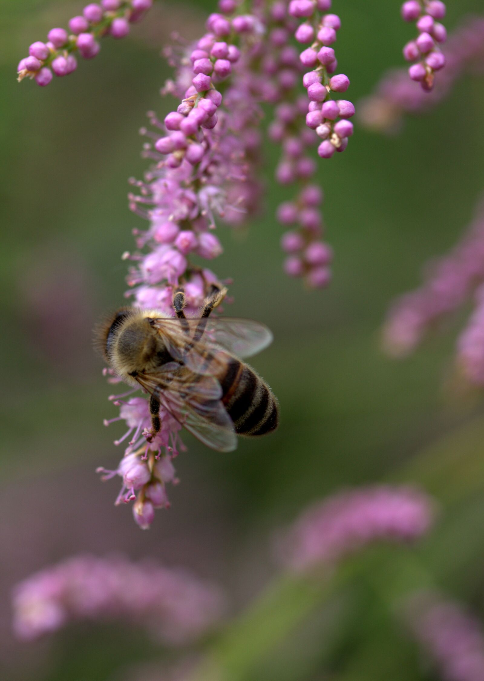 Canon EF-S 60mm F2.8 Macro USM sample photo. Bee, casey, flowers photography
