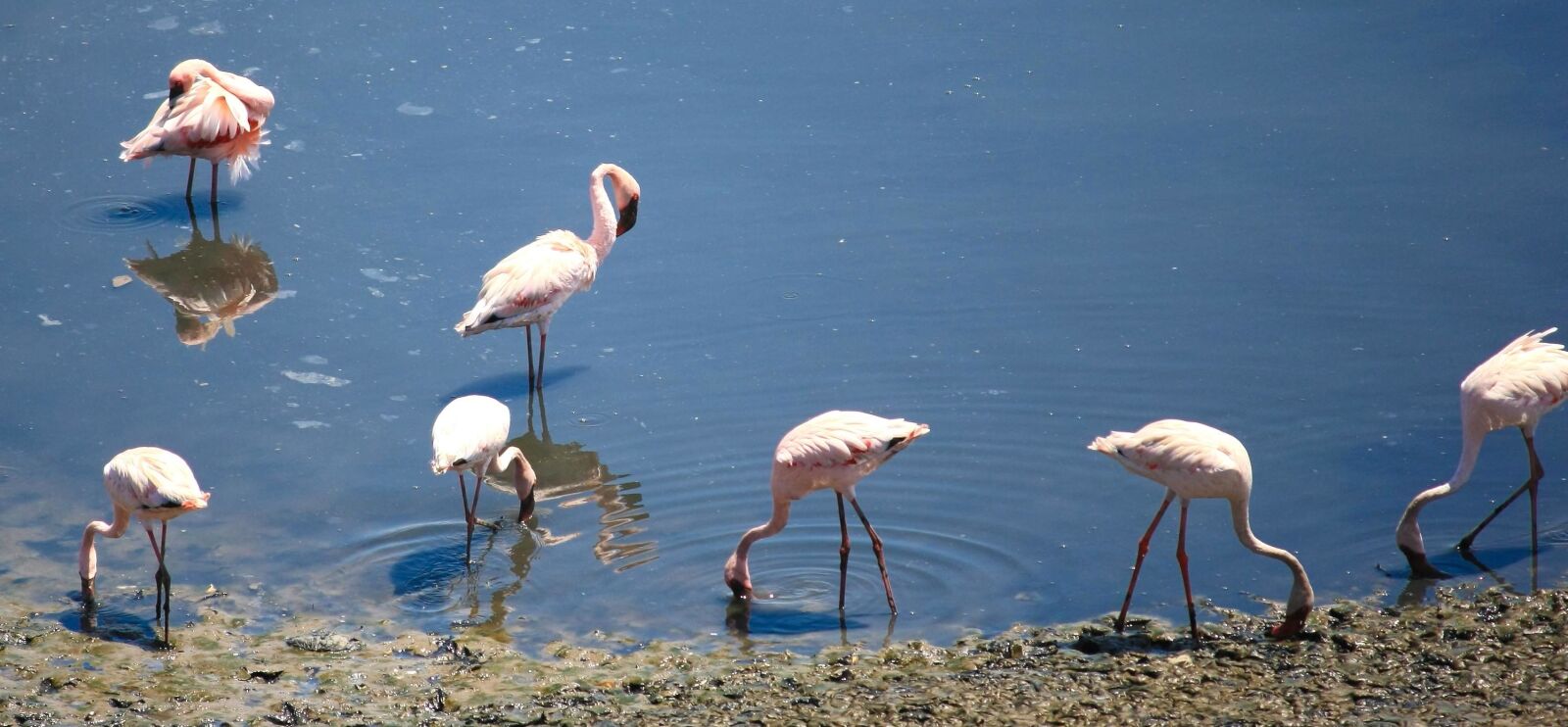Canon EOS 1000D (EOS Digital Rebel XS / EOS Kiss F) sample photo. Flamingo, water, animal, lake photography