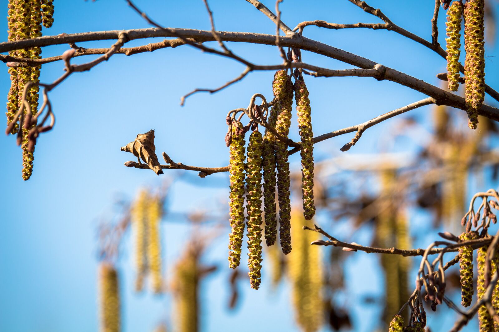 Canon EOS 100D (EOS Rebel SL1 / EOS Kiss X7) sample photo. Spring, willow, blossom photography