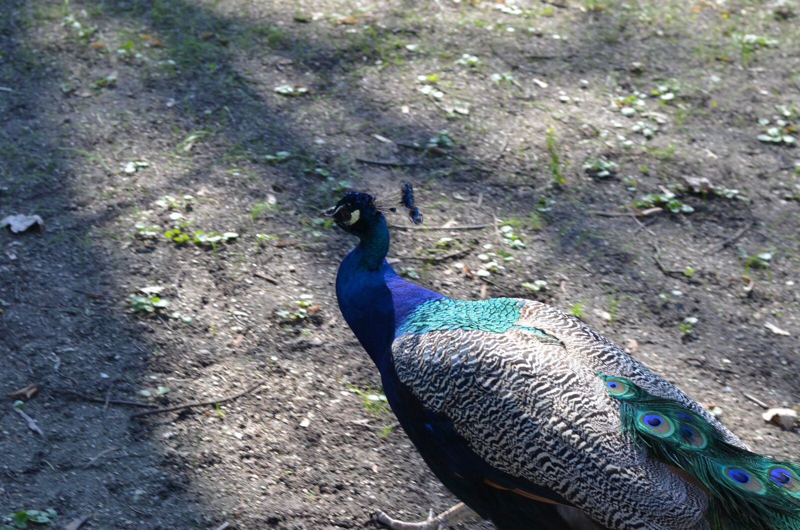 Nikon D7000 sample photo. Peacock, magnificent, bird photography
