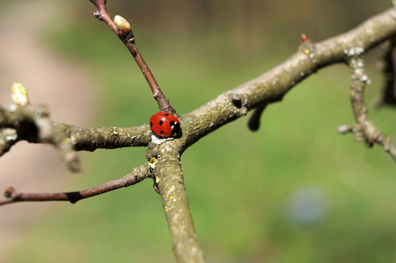 Sony Alpha NEX-5N sample photo. Tree, nature, plant photography