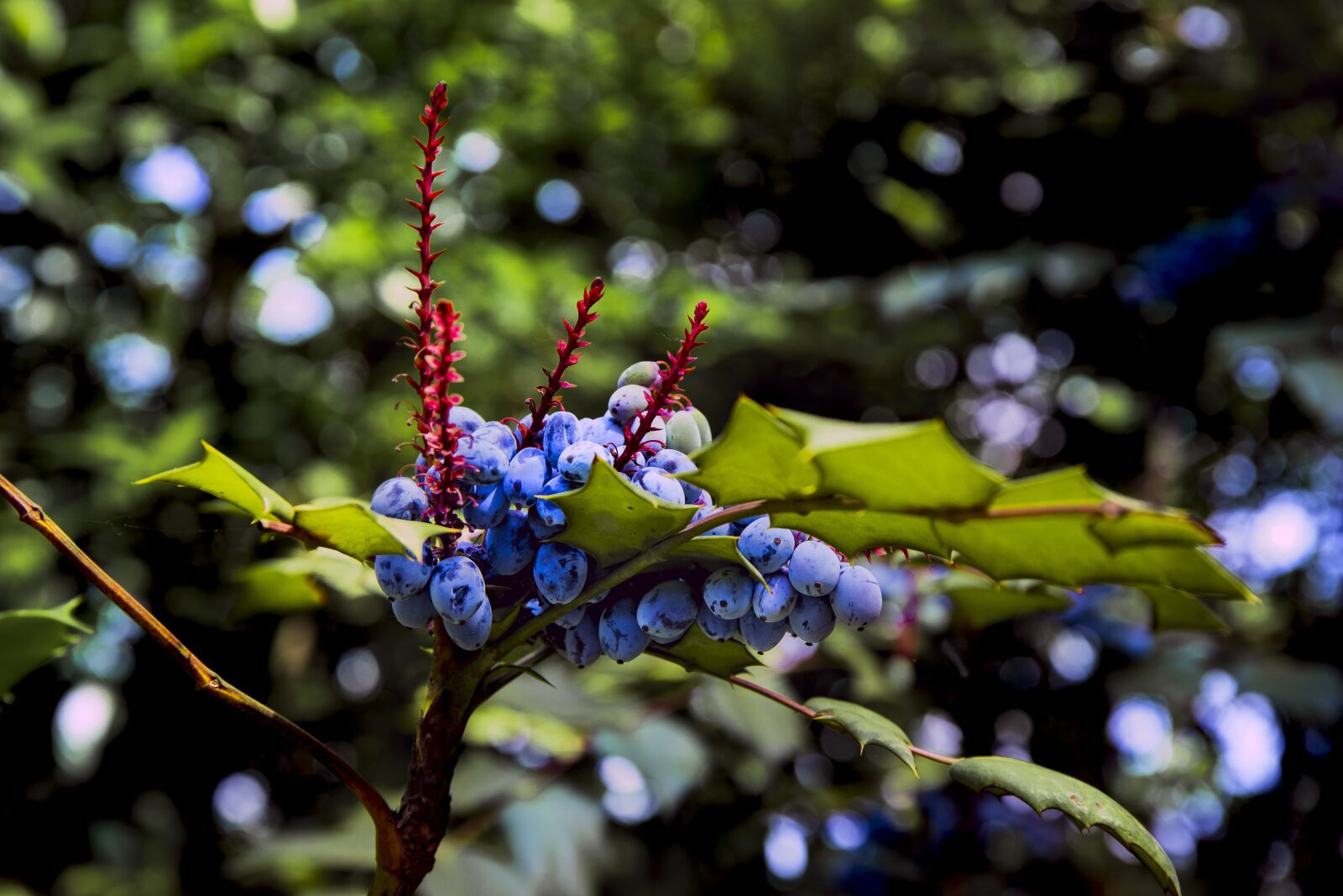 Canon EOS 6D Mark II sample photo. Berry, plant, nature photography