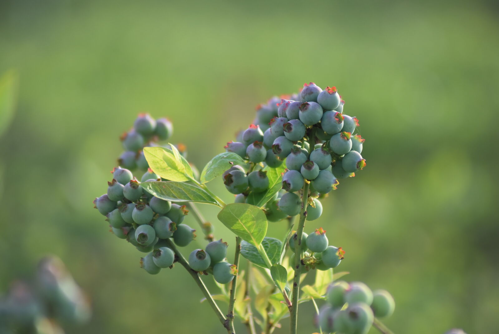 Nikon D5500 sample photo. Baby, blueberries, organic, organic photography